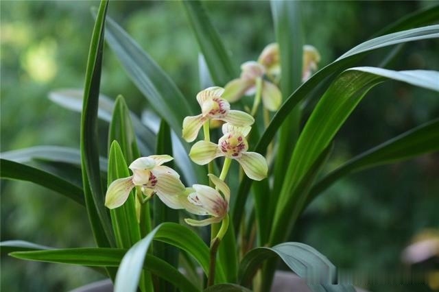 养兰花,记住2口诀,兰花越长越旺盛,再也不怕养不活