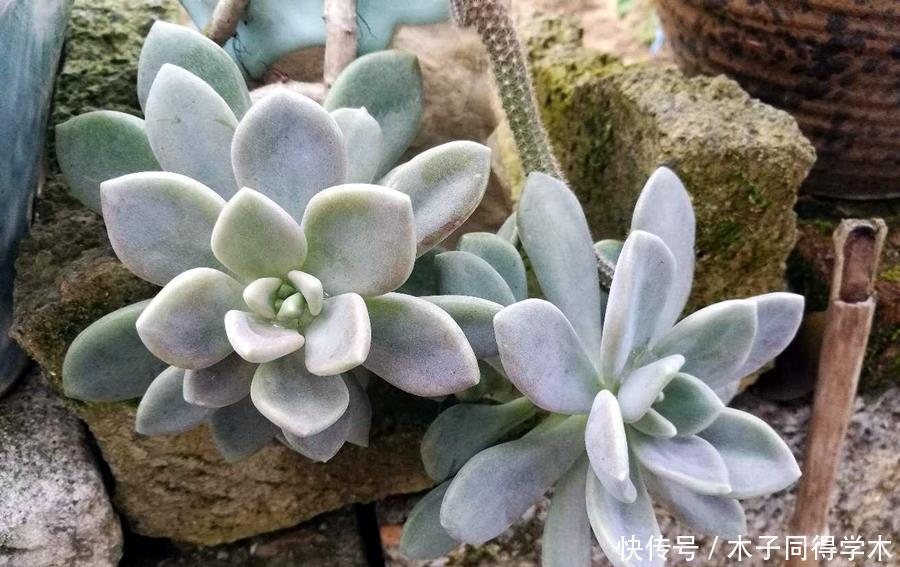 多肉 多肉冬美人和胧月的区别 长发公主 千年等一回 游戏 精品游戏指南