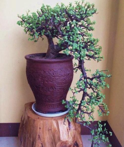 养花|聪明人养花就养3种,可镇宅招财、有益健康,养护也省心