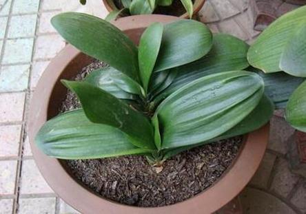 君子兰不冒花，直接“一刀切”，花箭钻出叶，花开“年年红”