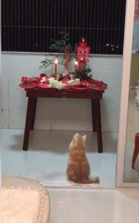 |搞笑GIF: 姐姐 你能矜持点吗