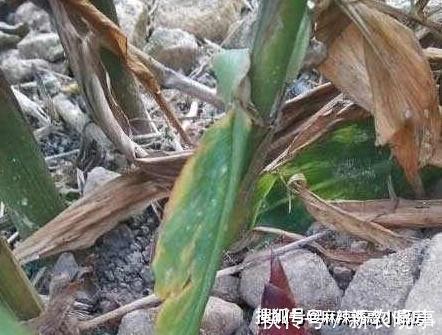 洋火|这种野菜被称为“亚洲人参”,农村随处可见,你可能也吃过!