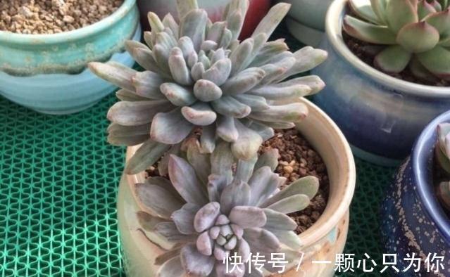 品种|喜欢多肉的人眼光都犀利:常规多肉遇冷,变异多肉反而受热捧