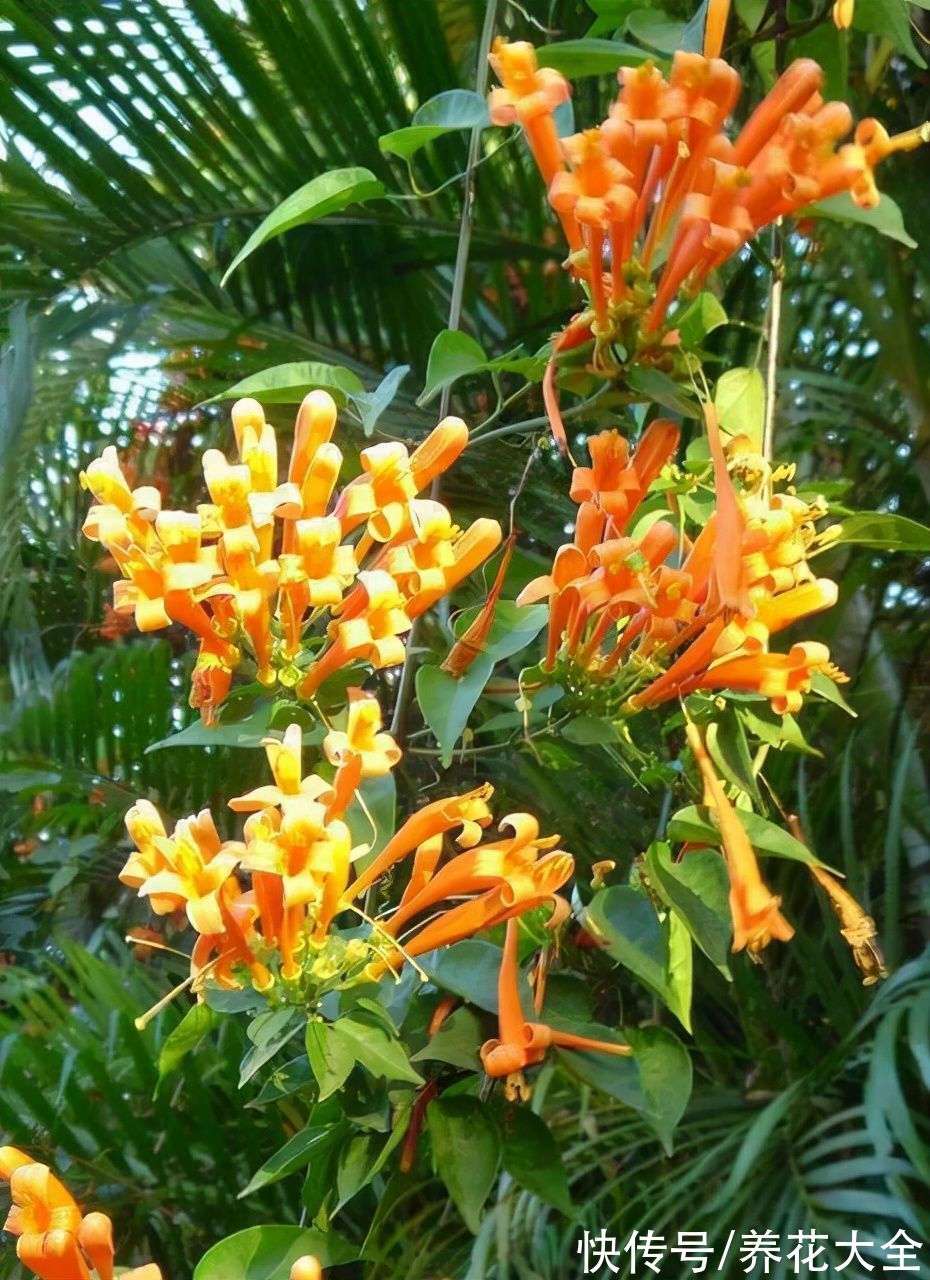 图鉴|100种常见花图鉴，图文并茂非常详细，收藏起来慢慢看