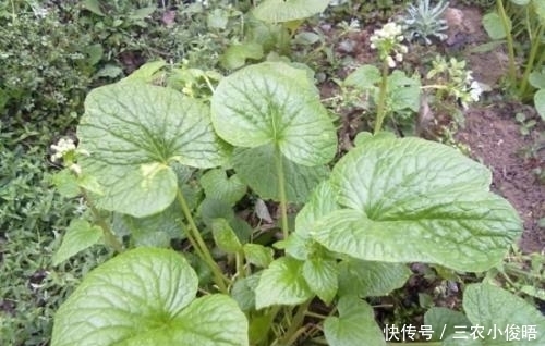  味道|农村这种植物，味道难闻遭嫌弃，如今180元一斤，多吃能防蛀牙