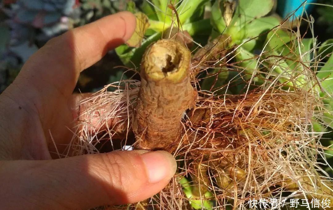 红掌|茉莉花扦插有机关,砍这一段枝条,插土里3天就活