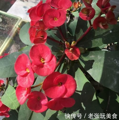 瘙痒|养花不能什么植物都往家里搬,5种花养在室内有隐患