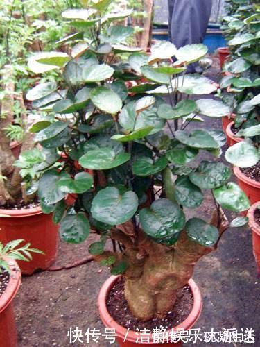 家里摆上10种花，越来越兴旺、发达，个个都是“吉祥”花