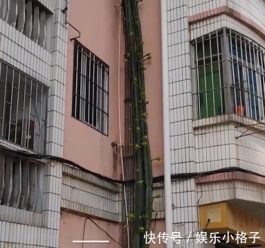 奇观|广东一龙骨花在楼外养殖，十几年长到6层楼高，网友：天下奇观