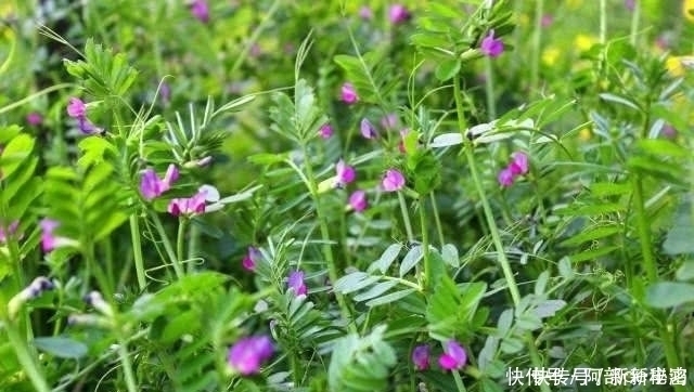 东风菜|农村4种常见野菜，殊不知强身补男，比名贵药材好，见到别踩死