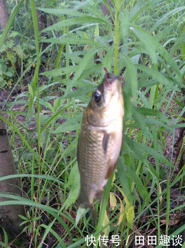 野钓小技巧浮漂做一个小改动,惊鱼几率大降