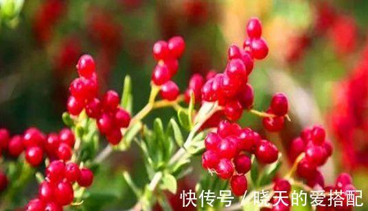 白刺果|女性爱美要常吃以下食物,滋润身心,排毒润肤,气色越来越好