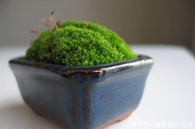 论水的重要性!盆景放苔藓该怎么浇水!
