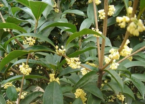 院子里养5种“浓香型花”，开花时满园飘香沁人心脾