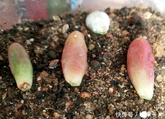 有些花友叶插多肉难成功,或许是这5个叶插条件被忽略了!