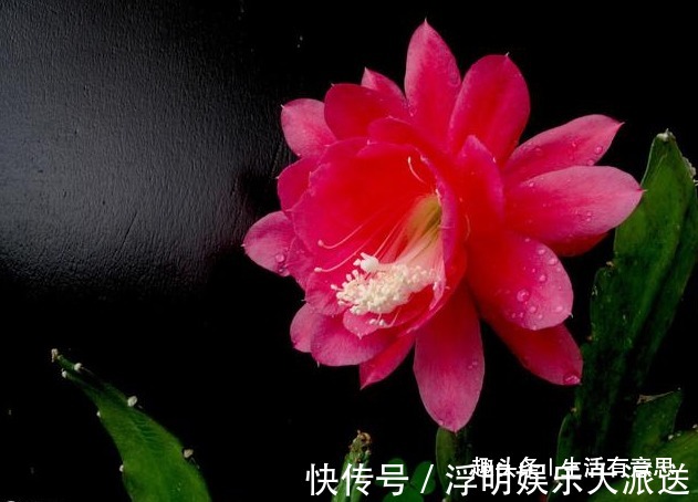 关键|令箭荷花和昙花，不能这么种，这是关键，犯了不如不种！