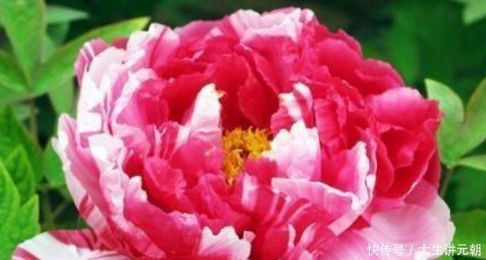 花朵|家里就养4种花,妖艳妖娆,层层交叠,烂漫迷人眼