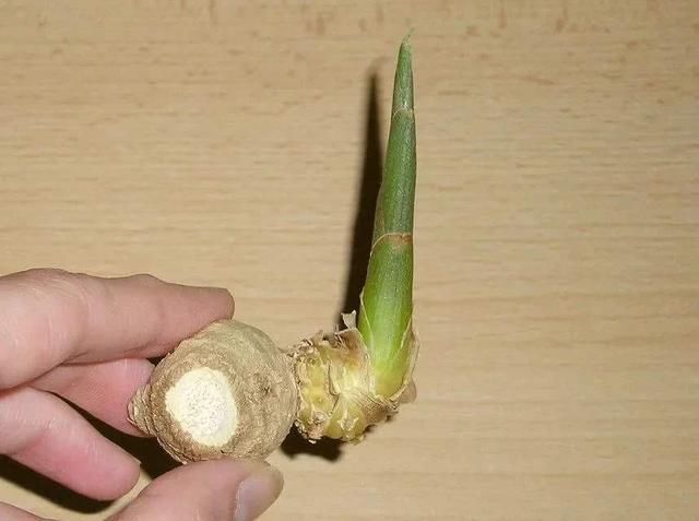 生姜、土豆吃不完,就扔“花盆里”,长成漂亮盆栽,结出丰硕果实