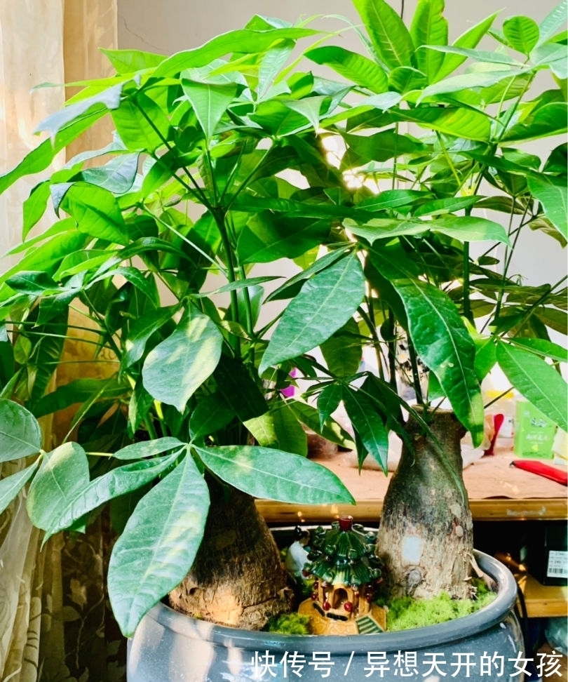 10种需要“干养”的花,不要''灌''着它们,不然全都烂根