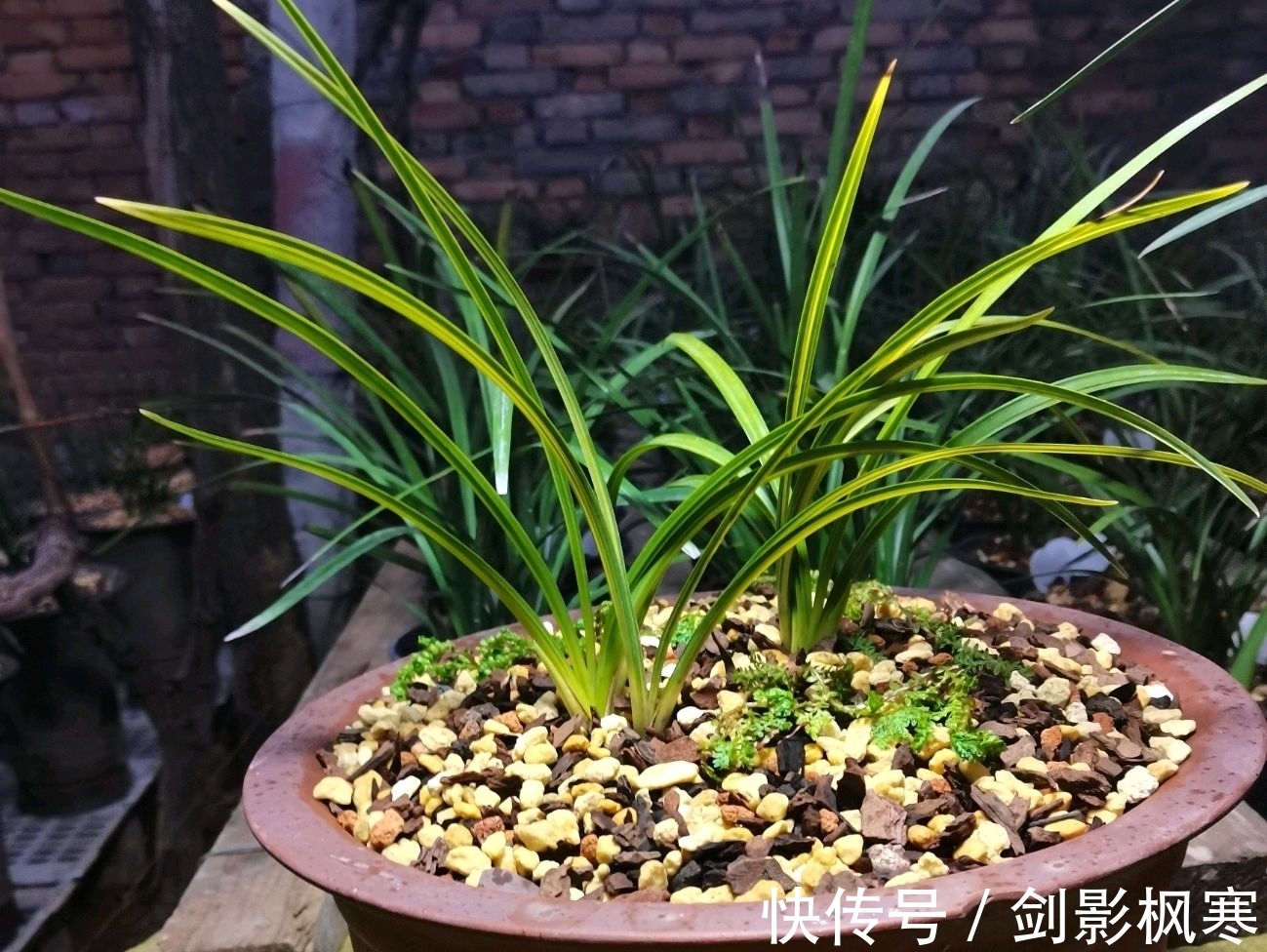 山上收集的腐烂松树皮可以用来养兰花吗?怎么使用兰花长势好