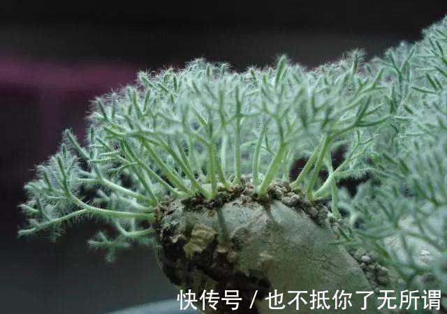 龟甲牡丹|世界上最名贵的花，一盆就是一座房子！