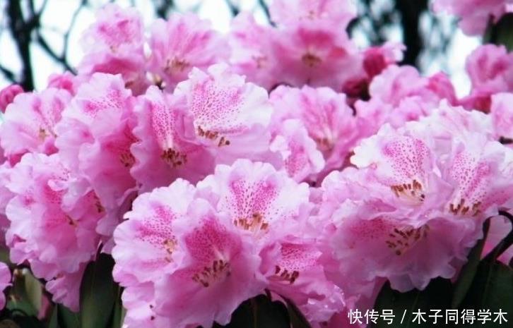 杜鹃花总是开完花就落叶枯萎吗？做好这4点，年年开爆盆