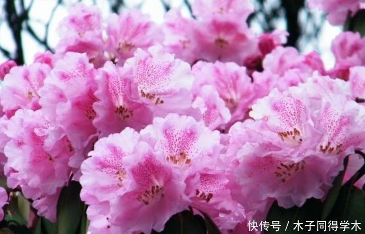 杜鹃花总是开完花就落叶枯萎吗?做好这4点,年年开爆盆