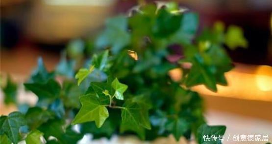 常春藤除|常春藤还不会养?注意5点就够了