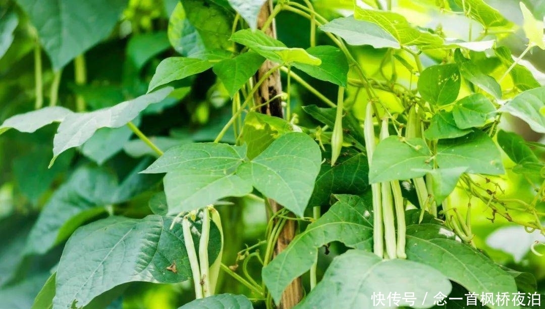 想有个菜园，余生低头种菜，抬头看花...