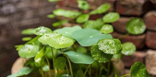 5种“药”，过期也不要扔，兑水浇花，保花不生“虫和病”