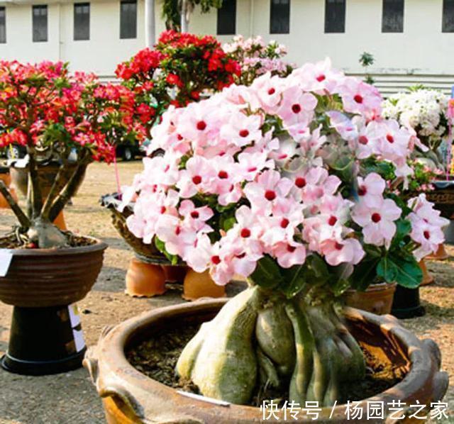 养这花不用太讲究,浇点水扔阳台,整个夏天都爆盆