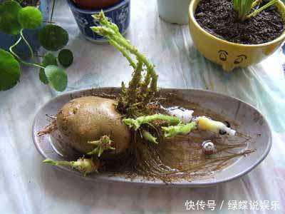 土豆发芽千万别扔!用处太大,99人都不知道,现在知道还不晚