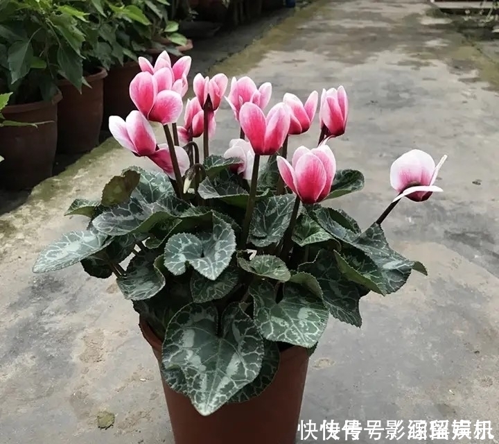 有院子就养这几种花，漂亮又吉利，越养越顺心