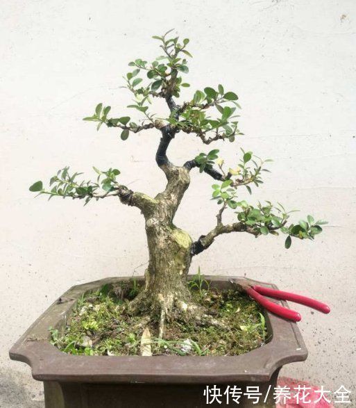 1种“天然矮”的植物,无需矮化,打造天然的瓜子黄杨盆景