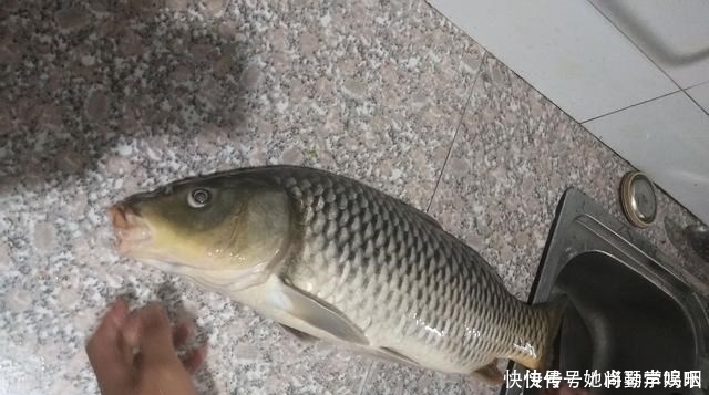 鲫鱼|这3种东西渔具店不肯卖,专攻鲫鱼鲤鱼和草鱼,爱钓鱼的你别错过