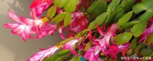 蟹爪兰夏天要断水不,嫁接和不嫁接的区别大,别养错