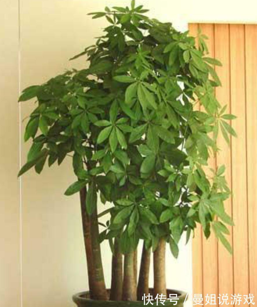 这四种植物适合小盆浅栽，少浇水，才能根系健壮，养得久