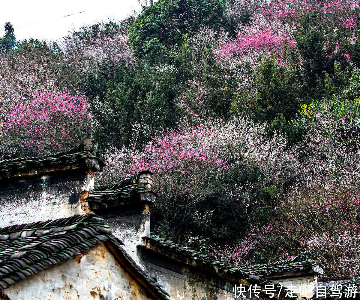 古村落|卖花渔村，只卖花不打渔的千年古村落，私藏了万亩的粉红梅花海