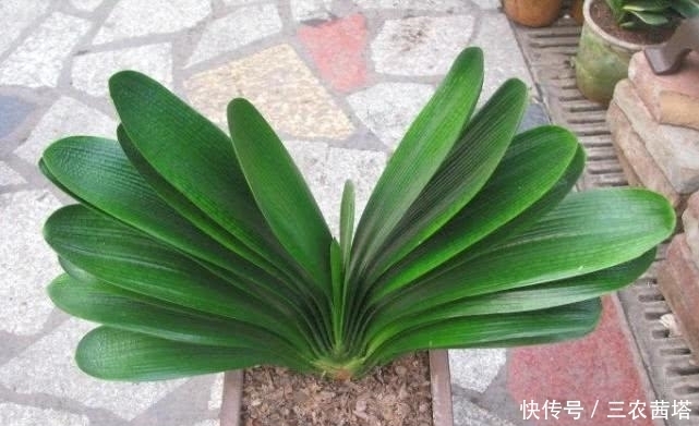 小伟教你如何让君子兰快速的生长