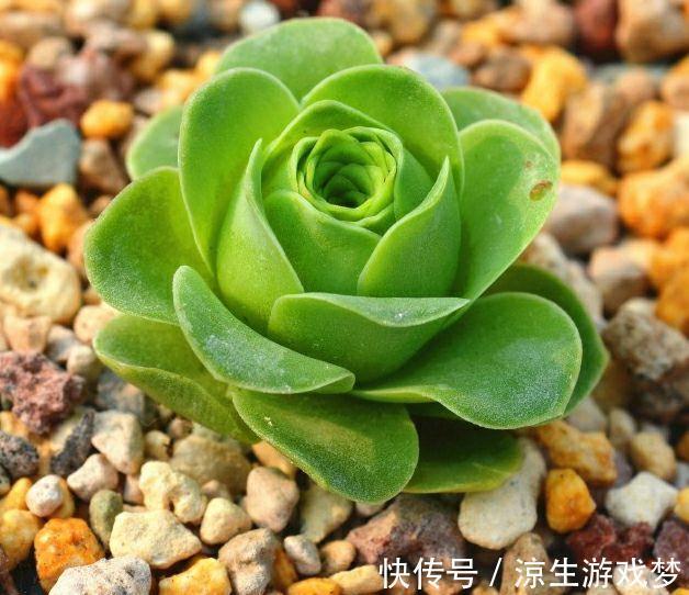 养多肉别入坑，做好四个不要，这样才能长出好状态