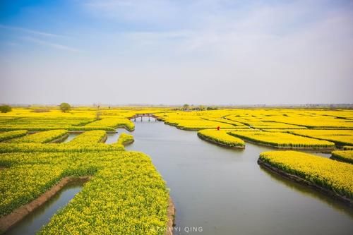 江苏壮观的水上油菜花海，是全球四大花海之一，一到春天游客爆满