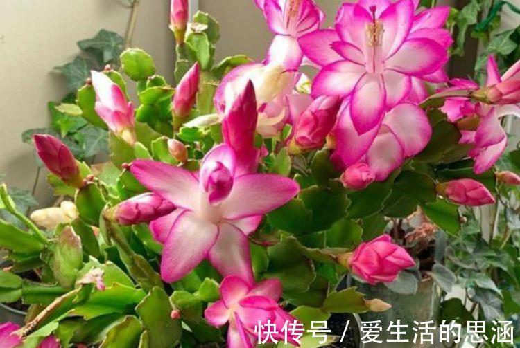 修身养性|花色繁多，花型奇特美丽，花就养这几款，花大服盆快