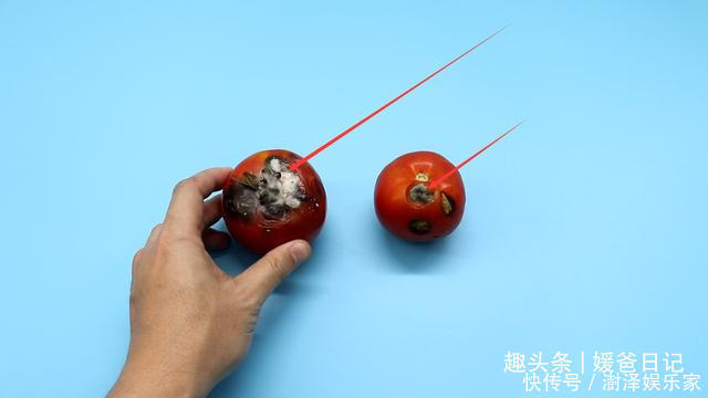 西红柿烂了别丢,越烂就越好,以前丢浪费了