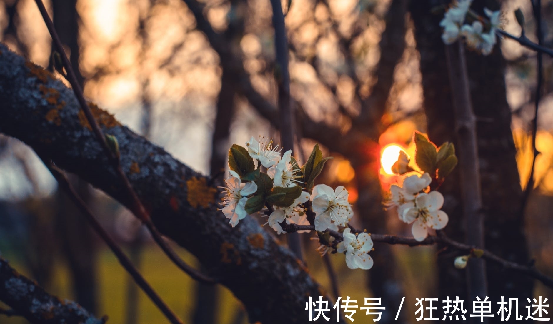 韦应物!纨绔子弟韦应物晚年写下一首诗,体现了为官的良心,令人感佩