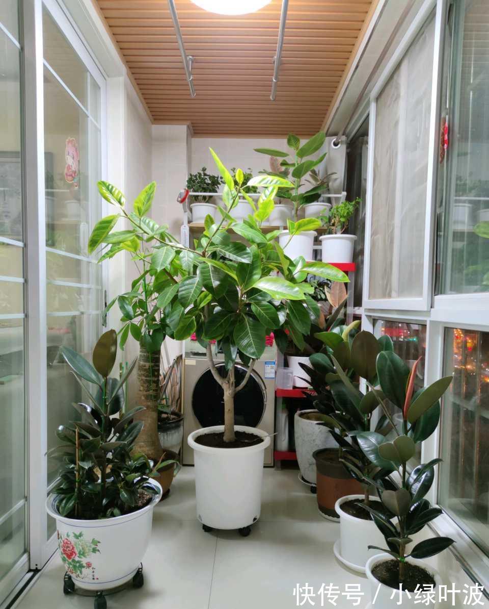 啤酒|橡皮树发财树用它浇一浇,叶子干净闪亮,天热也会蹭蹭长!