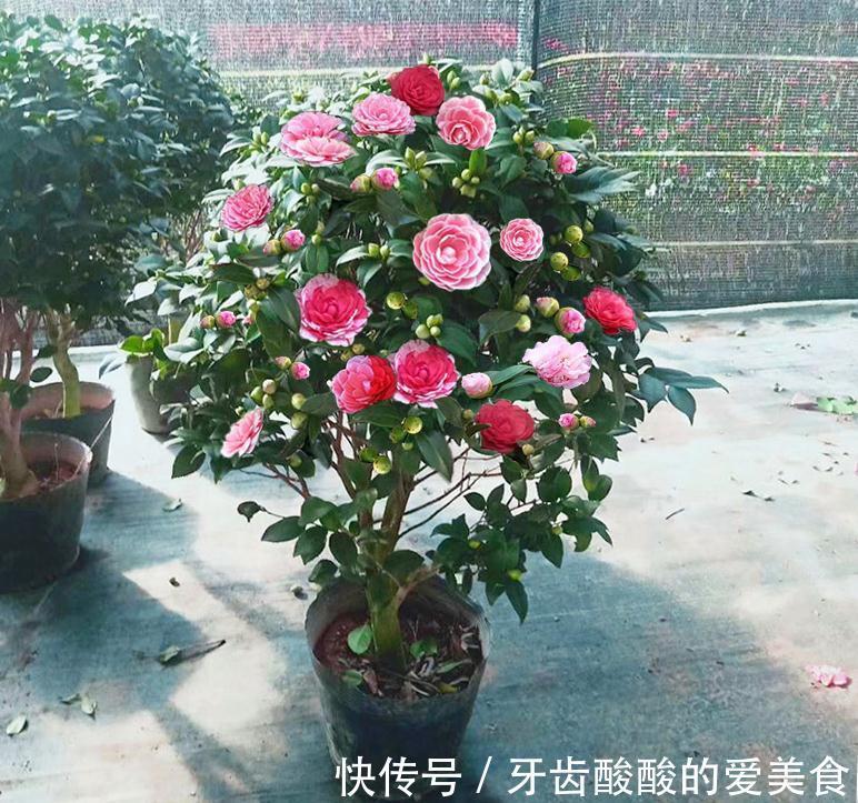 五种“大老桩”却要小盆养，用对盆，少管多晒更利于生长