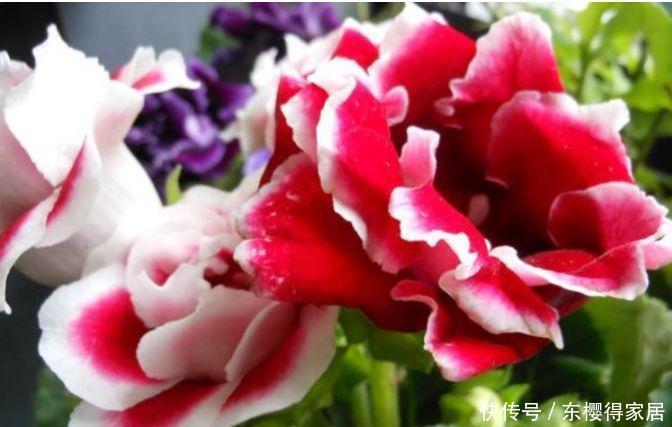 适合庭院养护的花卉,花姿妖娆,越养花越多