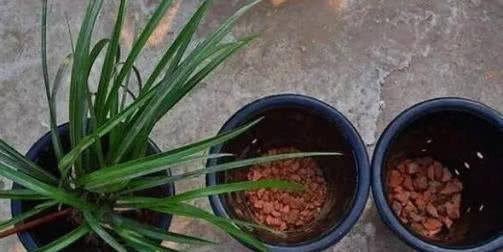 5种东西放进花盆,你的花也会像邻居家的花一样越长越“旺”