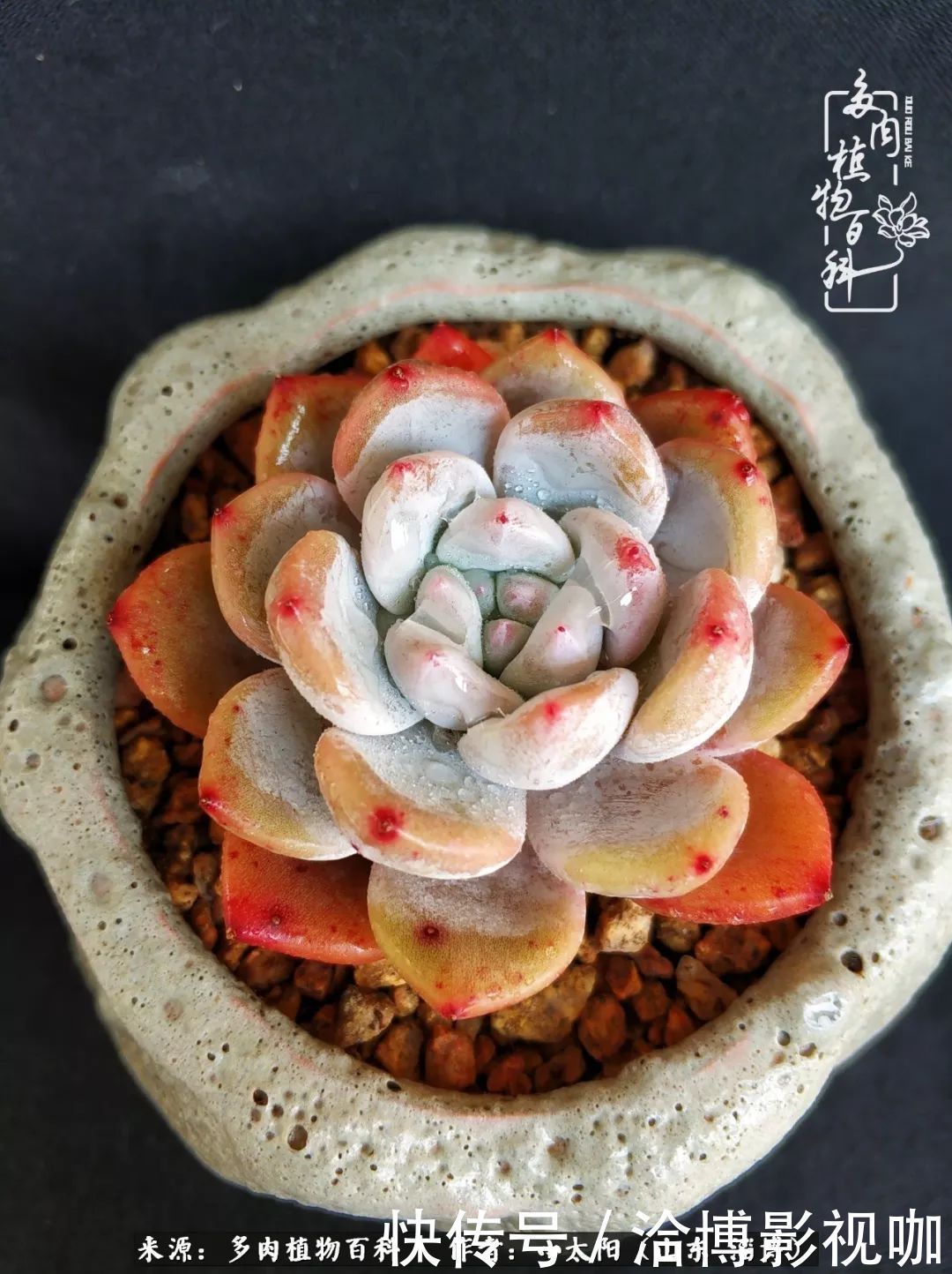 小苗|脱坑一年,最后发现自己生活里始终离不开多肉!