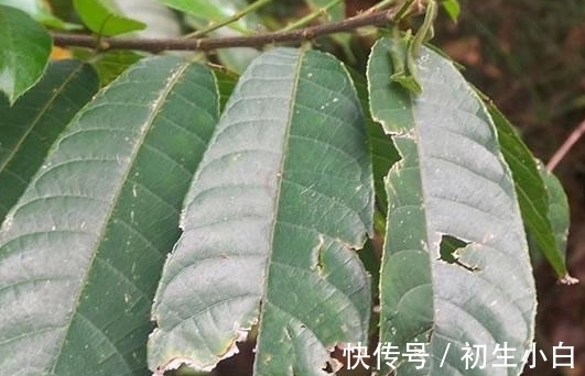 植物|毒箭木:世界上最毒的树木,几滴放倒一头牛,古人用它制作毒箭